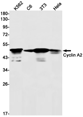 AYD12205