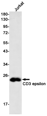 AYD14148