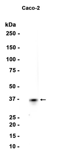 AYD15162
