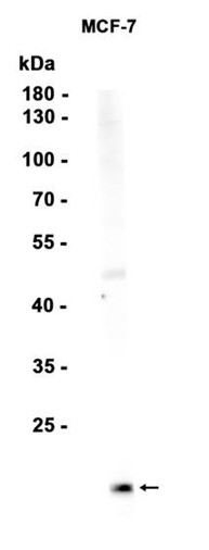 AYD13540