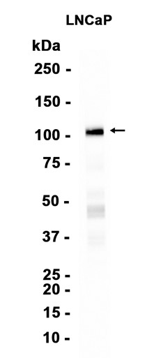 AYD11031