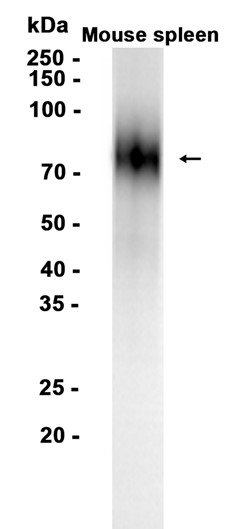 CD19 (YD33093) Rabbit mAb
