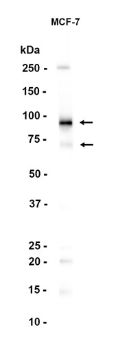 AYD12590