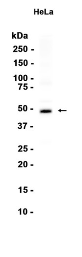 AYD16342