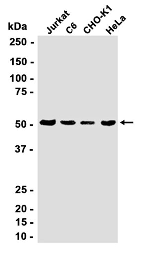 AYD13792