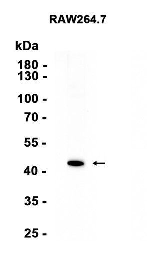 AYD12404