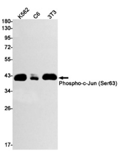 Phospho-c-Jun (Ser63) (YD13611) Rabbit mAb