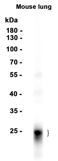 AYD11720