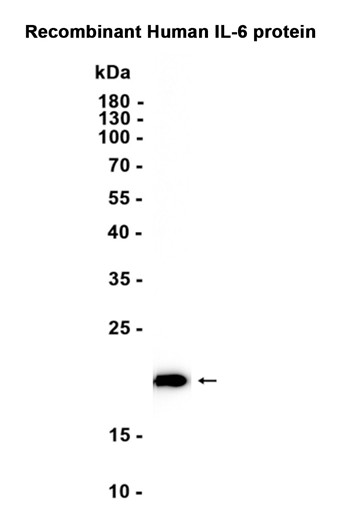 AYD12816