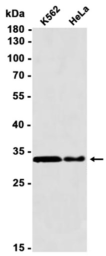 AYD11178