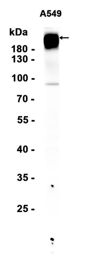 AYD15373