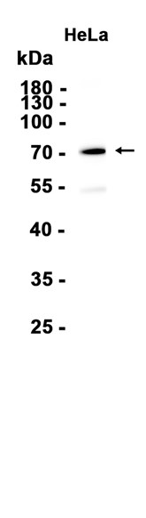 AYD16146