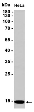 AYD13977