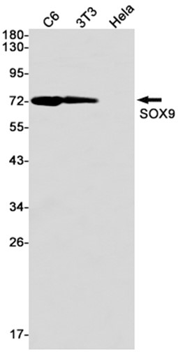 AYD14684