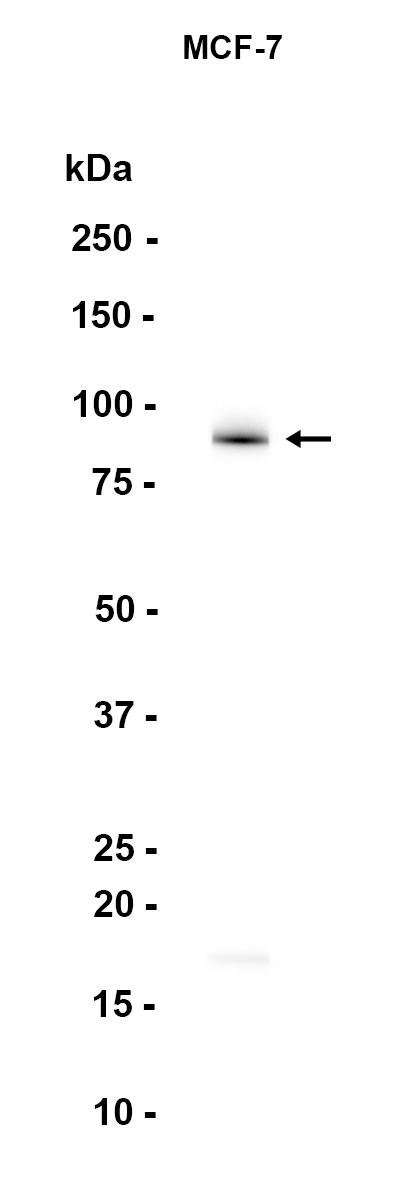 AYD13081