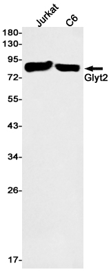 AYD11247