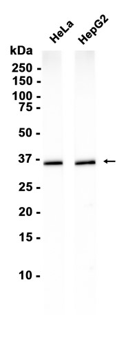 GAPDH (YD33150) Mouse mAb