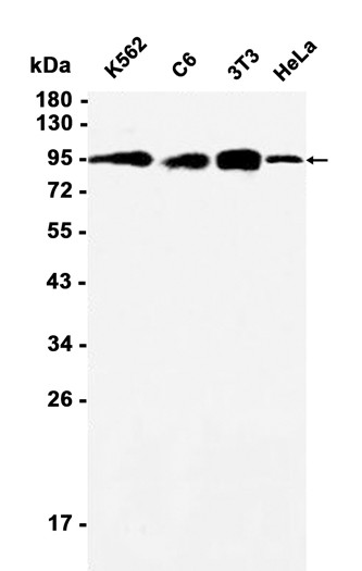 AYD12143