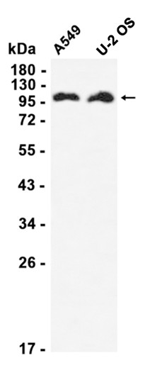 AYD12174
