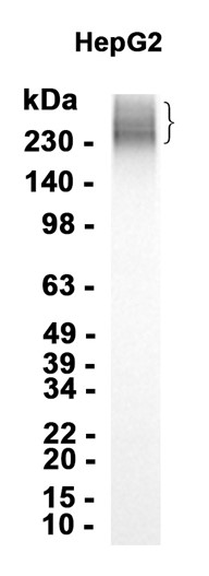 AYD14692