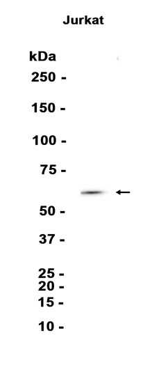 AYD13616
