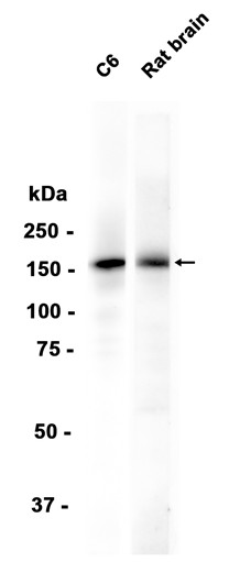 AYD15637