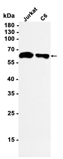 AYD13524