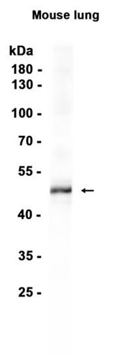 AYD15859