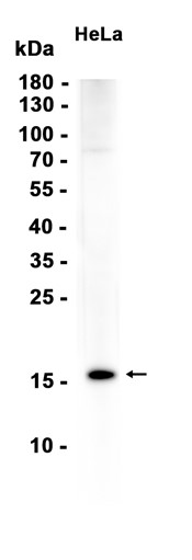 SUMO2/3 (YD34885) Mouse mAb