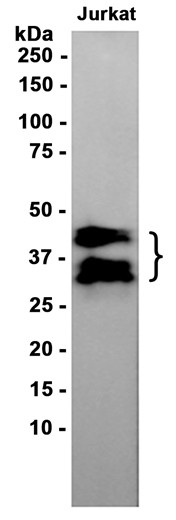AYD15901