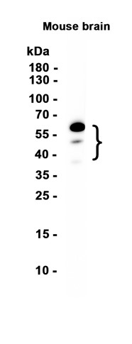 AYD13052