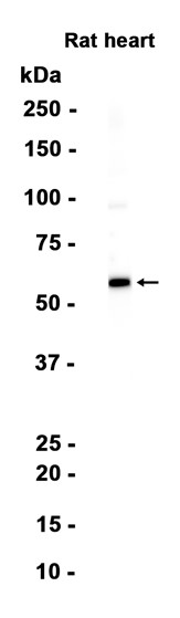 AYD15356