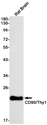 AYD14186