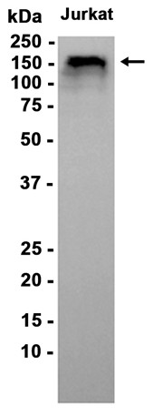 AYD15895