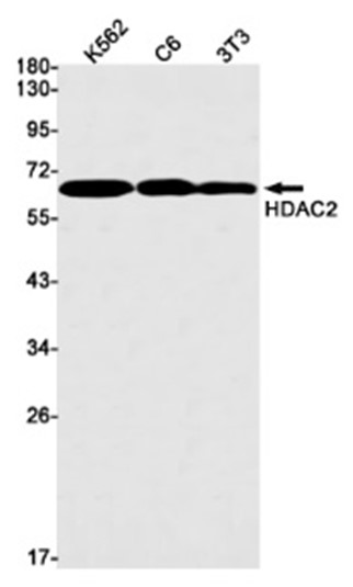 AYD11911