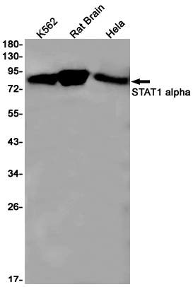 AYD13473