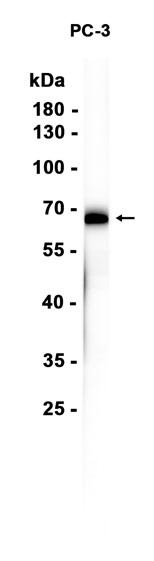 AYD15653