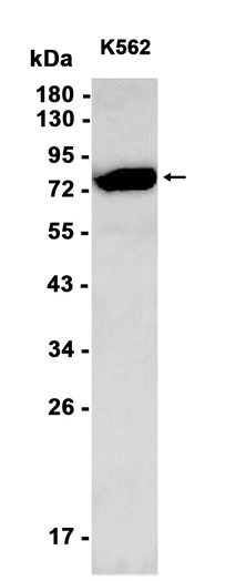 AYD12773