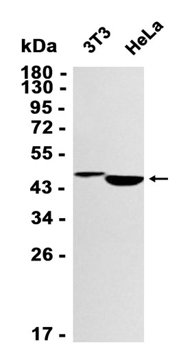 AYD14222