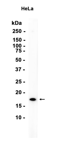 DiMethyl-Histone H3 (Lys9) (YD13709) Rabbit mAb