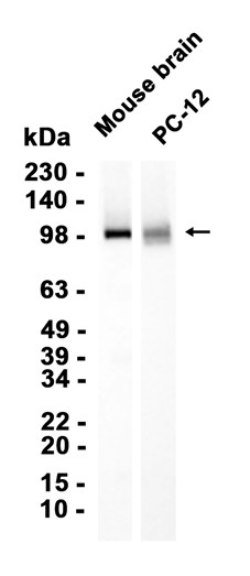 AYD13527