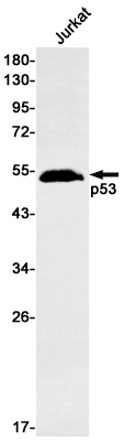 AYD12023