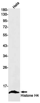 Histone H4 (YD13071) Rabbit mAb