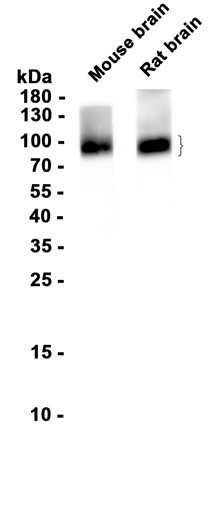 SV2A (YD34850) Rabbit mAb