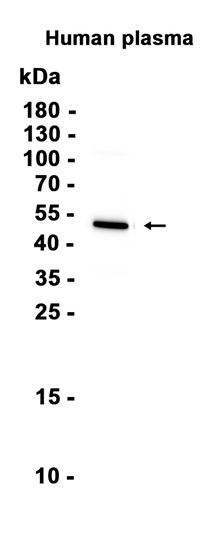 AYD13322