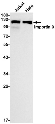 AYD14232