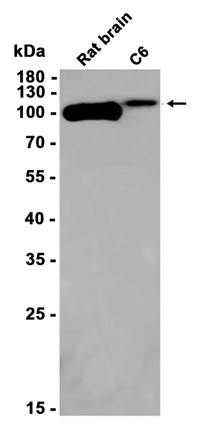AYD11186