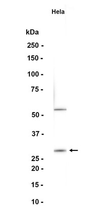 AYD12466