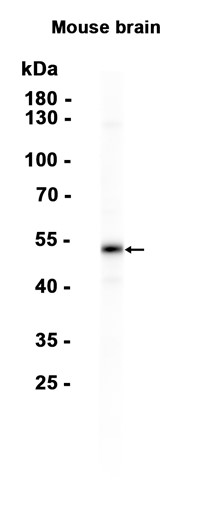 Arc (YD14430) Rabbit mAb