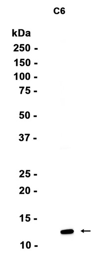 AYD14817
